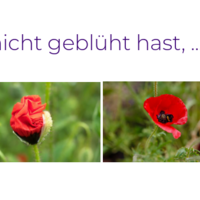 Gallery Foto