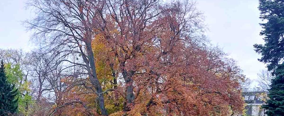 Pflanzenbegegnung Lieblingsbäume und Raritäten im Türkenschanzpark