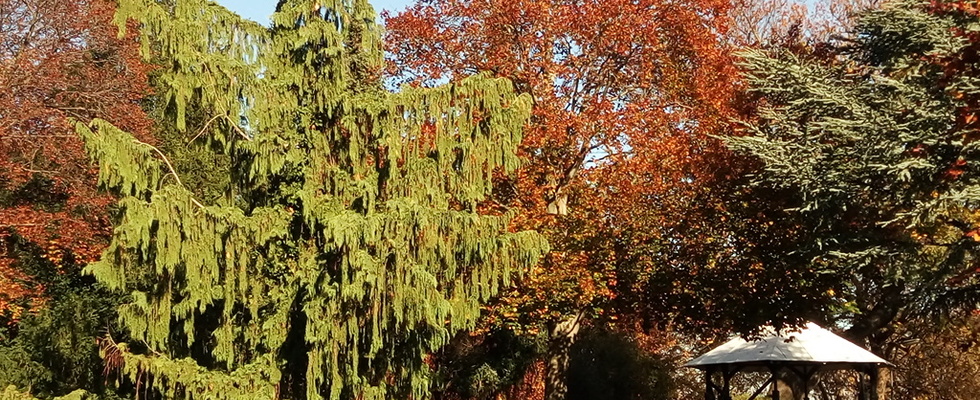 Baum & Herz im Rothschildgarten