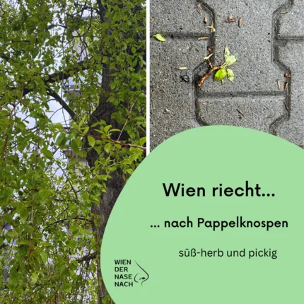 Wien der Nase nach. – Foto 12