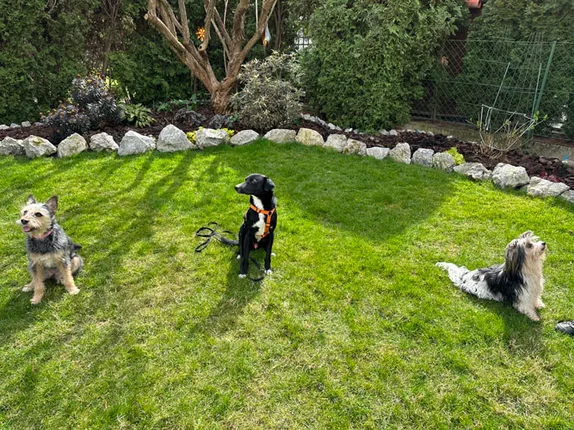 Hundetraining mit Roya – Foto 9