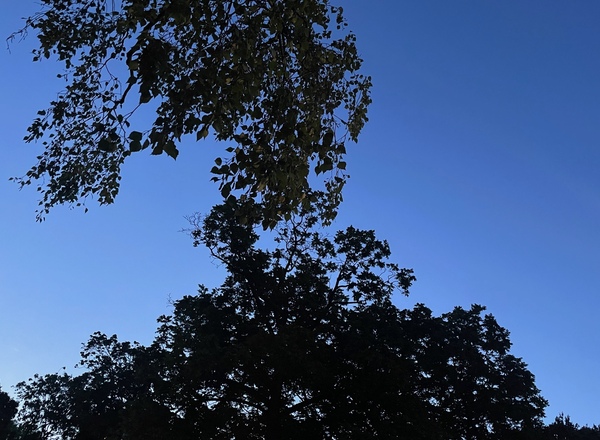 Lauschabend Yin