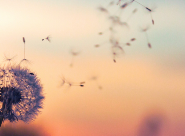 Soulbloom – Human Design, Yoga & Mental Health