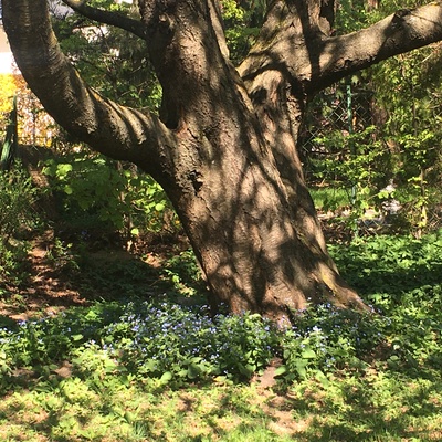 Maerju´s Geschichtenladen