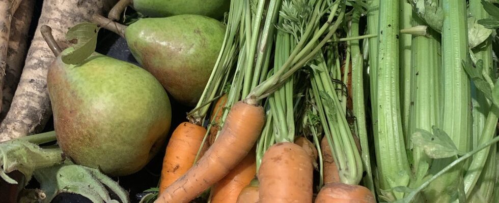 AgriFood&Flower Workshops @Kleine Stadtfarm