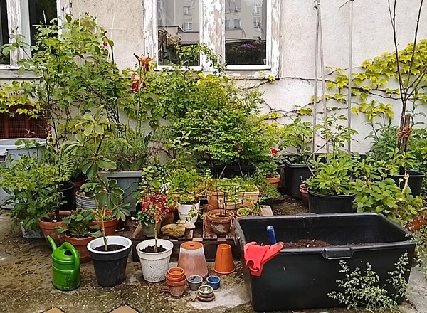 Erfahrungs- und Pflanzerltausch fürs Biogärtnern am Fensterbrett / in Balkonien