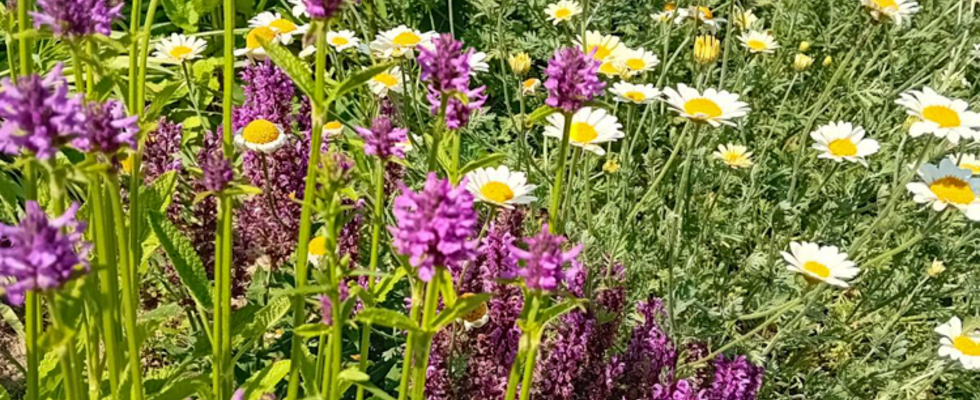 Planungsworkshop 3 Lass die Blumen tanzen! Block