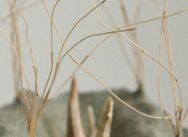 Kreativ Workshop:  Ecosomatic Creation