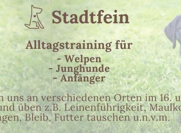 "Stadtfein" - Alltagstraining für Welpen, Junghunde und Anfänger