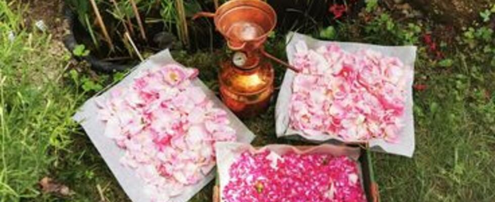 Workshop: Rose, die Königin der Blumen - ein Nachmittag für die Seele