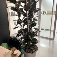 Gallery Foto