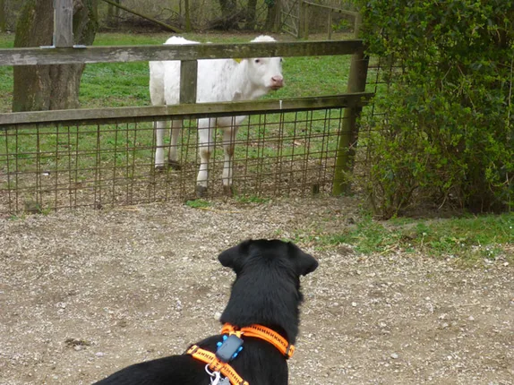 Hundetraining mit Roya – Foto 13