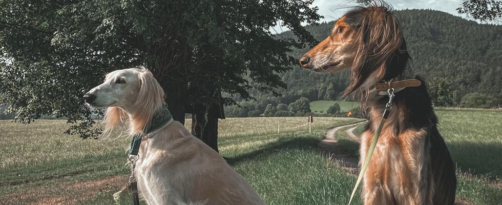 Tierisch Emotional