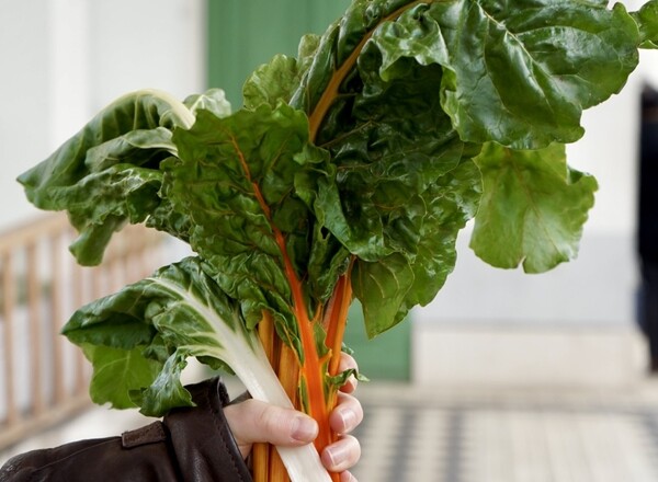 Balkongarten - Alles wächst, auch in der Stadt!