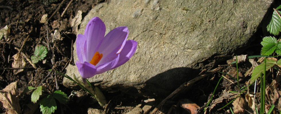 FRÜHLING SeelenGlücksZeit in Kärnten
