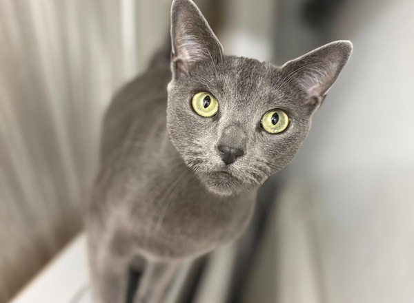 Tiersitting Wien 1040-1060