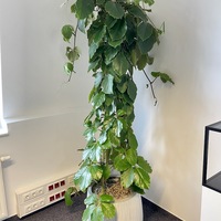 Gallery Foto