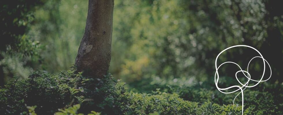 waldzeit Coaching bei Graz