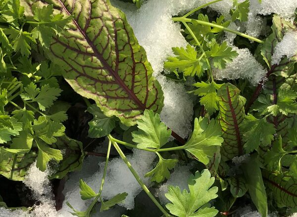 WINTERGEMÜSE II – Ernten im Schnee