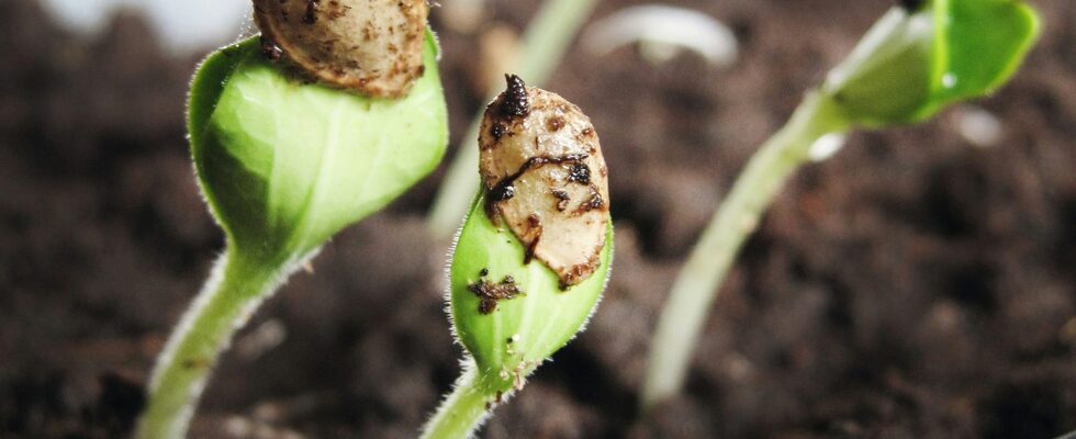 Saatgut - Steckling - Steckholz