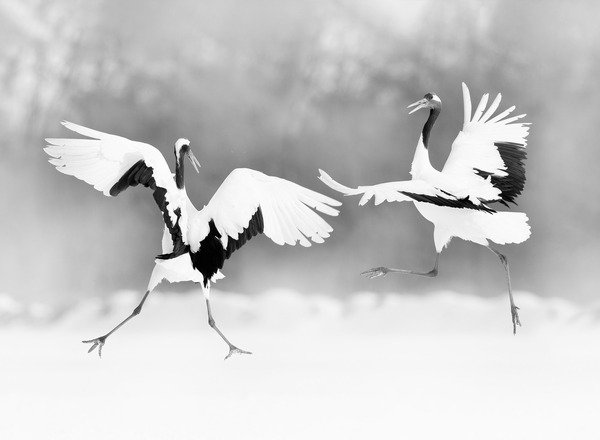 𝐘𝐨𝐠𝐢𝐜 𝐃𝐚𝐧𝐜𝐞 - 𝐀𝐬𝐚𝐧𝐚𝐬 𝐢𝐧 𝐌𝐨𝐭𝐢𝐨𝐧 𝐰𝐢𝐭𝐡  [𝐝𝐮𝐧𝐤𝐞𝐥𝐛𝐮𝐧𝐭]