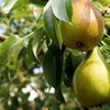 Obststadt Wien -  Obsthaine am Steinhof