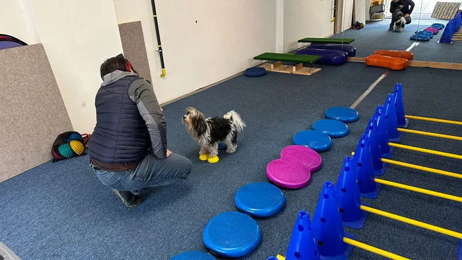 Hundetraining mit Roya – Foto 1