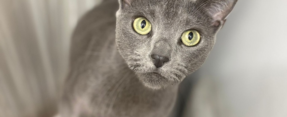 Tiersitting Wien 1040-1060