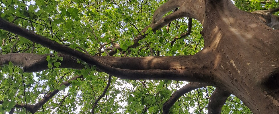 Yoga im Botanischen Garten