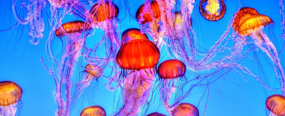 Neurowissenschaft hinter der Kunsttherapie