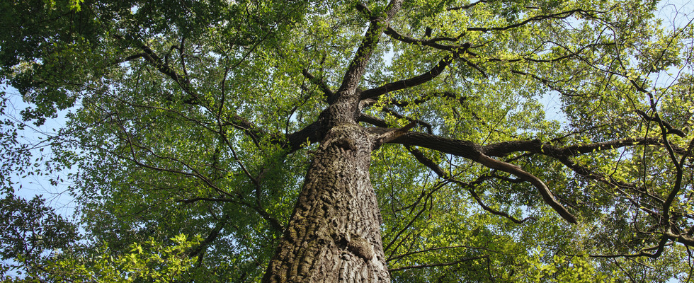 Psychologisch-therapeutische Waldgruppe – Waldzeit statt Online-Zeit & Schulstress!