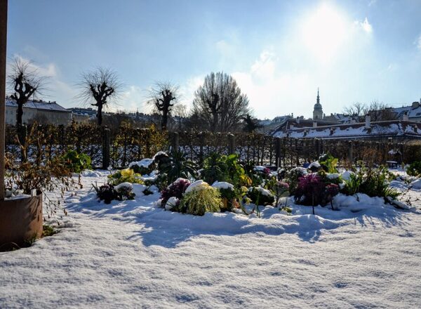 BIO – WINTERFRISCHGEMÜSE – JUNGPFLANZENMARKT