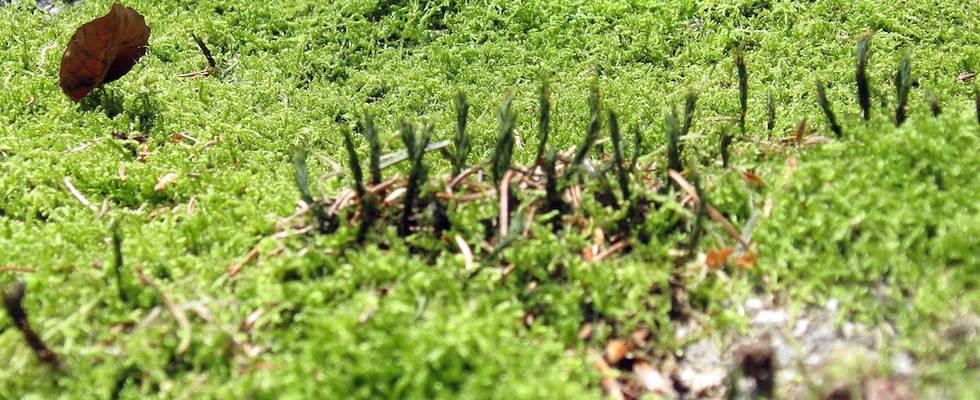 'Begleitung in die Natur' | Stefan Lirsch