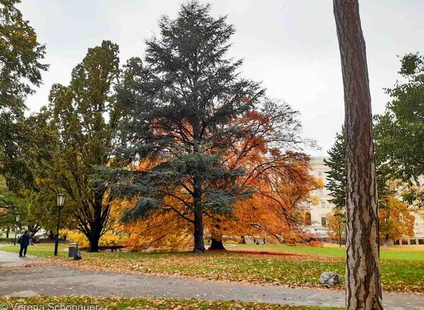 Pflanzenbegegnung Knospen & Borken in Kaisers Garten