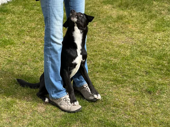 Hundetraining mit Roya – Foto 6