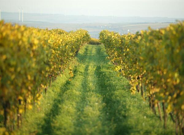 Weingut Weinrieder – Weinviertel zwischen Präzision und Ausdruckskraft