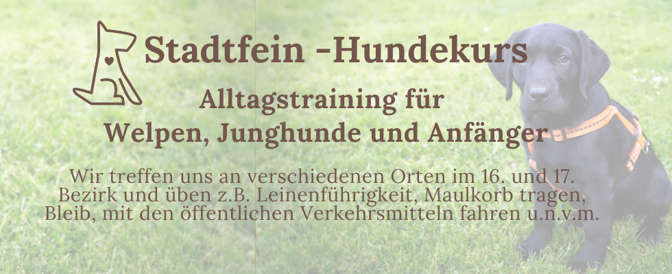 Stadtfein - Hundekurs für Welpen, Junghunde und Anfängerhunde