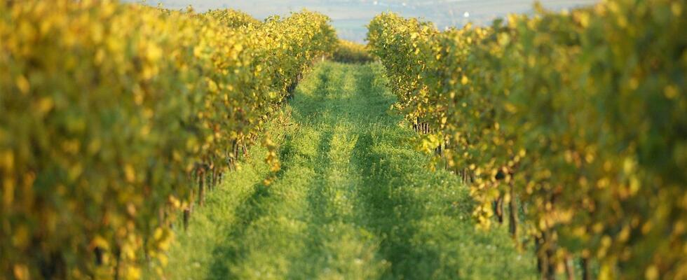 Weingut Weinrieder – Weinviertel zwischen Präzision und Ausdruckskraft