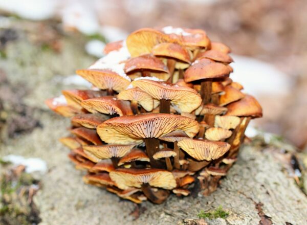 “PILZVERGNÜGT”: Die verlorene Jahreszeit der Pilzsuche – der Winter und seine Speise- und Vitalpilze