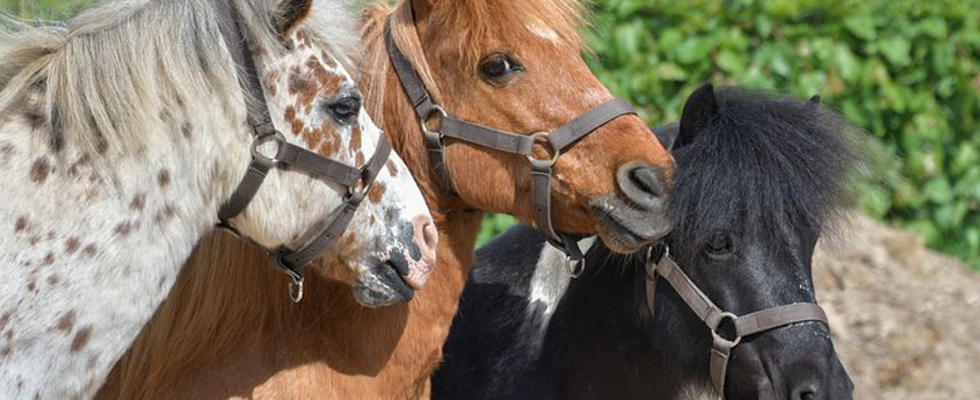 Ponyspielgruppe 1/ f. Kinder v. 4 - 6 Jahren
