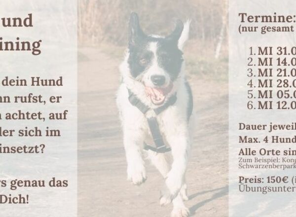 Rückruf- und Freilauftraining
