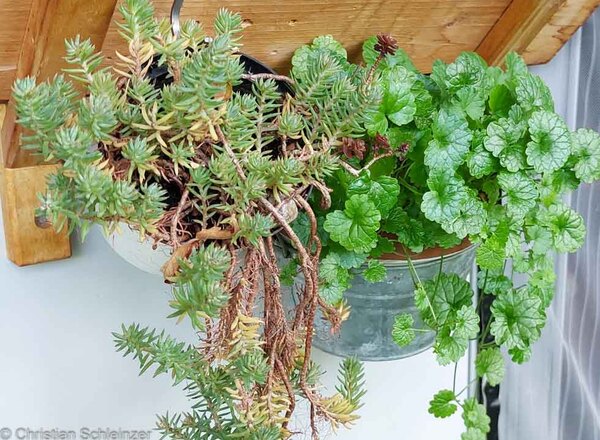 Pflanzen-Werkstatt Kinderworkshop
