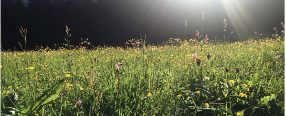 L E O - Dein Retreat für wirkliche Auszeit