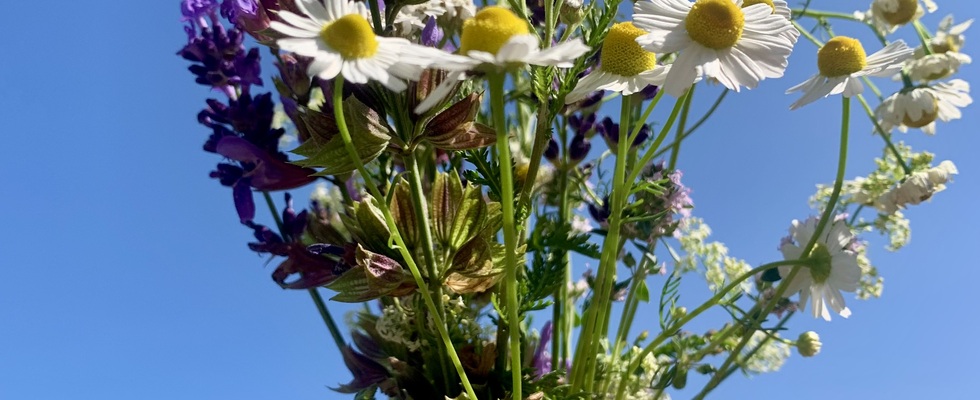 Michis Wilde Kräuterwelt