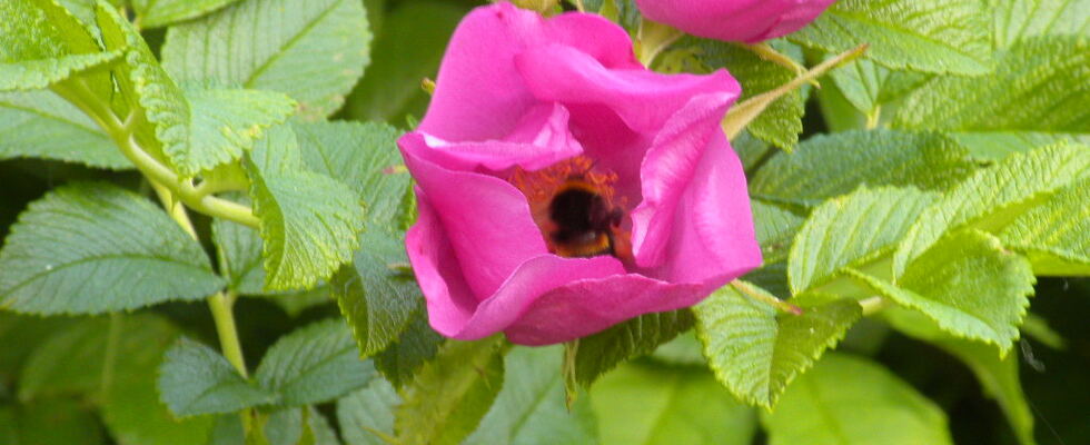 Maerju´s Geschichtenladen