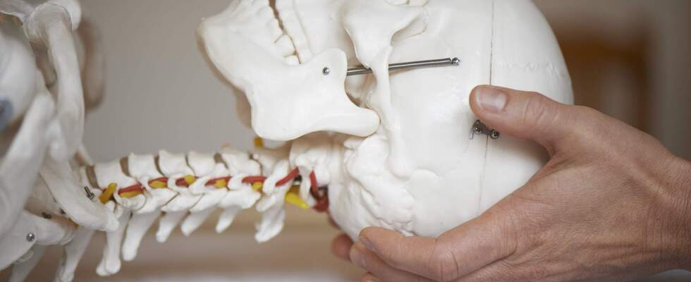 Nacken und Becken behandeln... ein ortho-bionomischer Zugang