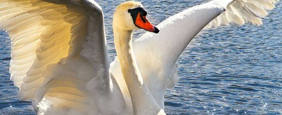 Schamanische Trommelreise zu deinem Mondtier (nur für Frauen)
