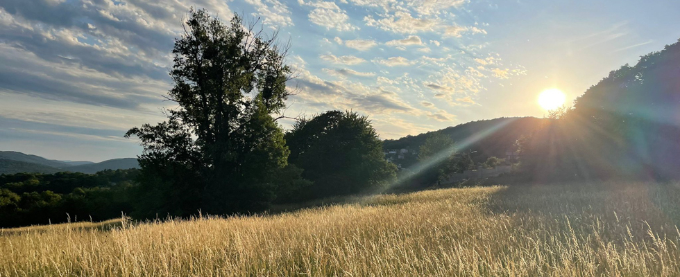 Pflanzenbegegnungen zu Walpurgis, dem Sommerbeginn in der Natur