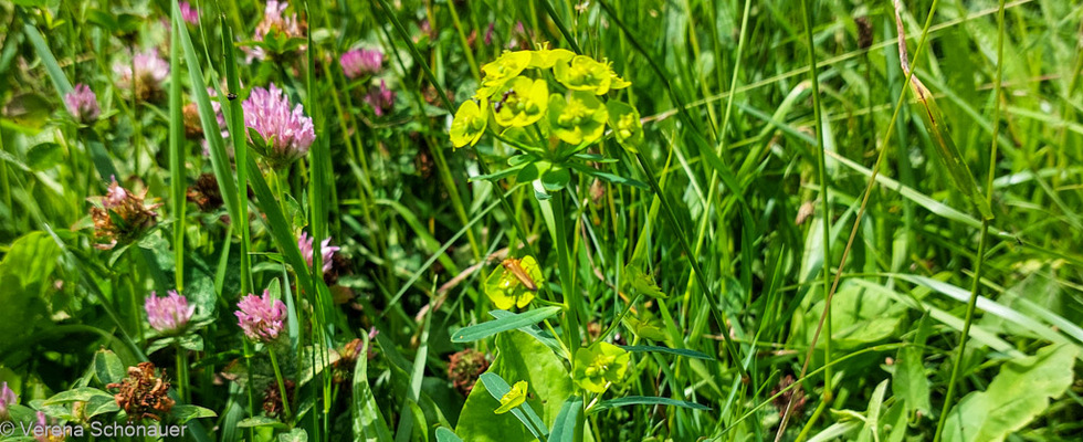 Pflanzenbegegnung Mitten in der Wiese