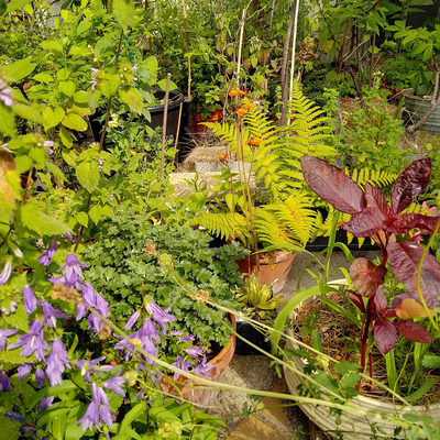 The Tiny Wild Green Room - ein Projekt für mehr Biodiversität in der Stadt - im wachsen 🌱
